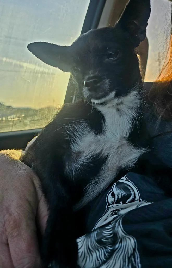 A young small-sized male Chihuahua dog named Scotty $ for adoption in Milwaukee, WI