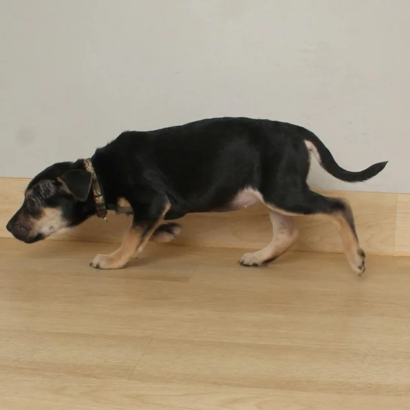 Bonfire D thumbnail 2