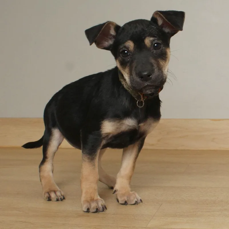 Bonfire D thumbnail 3