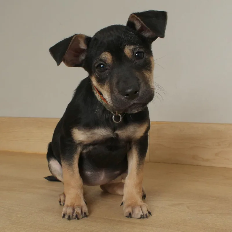 Bonfire D thumbnail 4