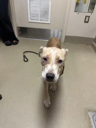 An adult medium-sized female Mixed Breed dog named Poptart for adoption in King William, VA