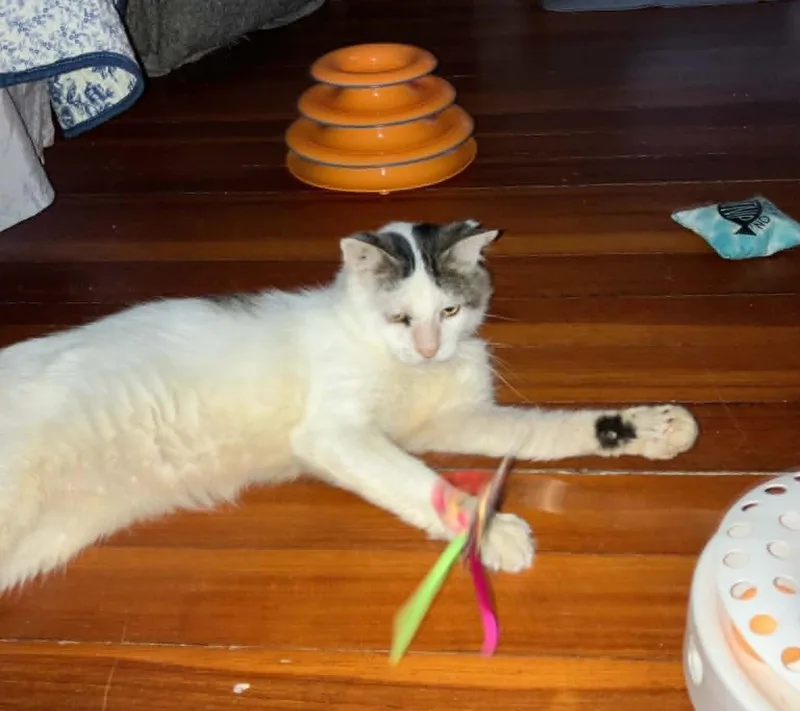 A senior medium-sized male Black & White / Tuxedo Domestic Short Hair cat named Jack Sparrow for adoption in Roslindale, MA