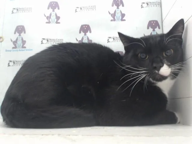 A young small-sized male Domestic Short Hair cat named Yang for adoption in Orlando, FL