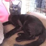 Honeysuckle thumbnail 2