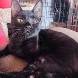 A baby large-sized female Black Domestic Medium Hair cat named Honeysuckle for adoption in Yukon, OK