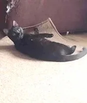 Honeysuckle thumbnail 3