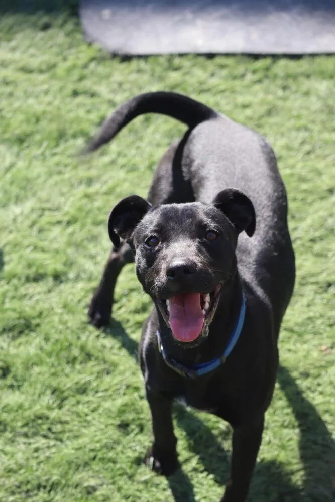 A young medium-sized female Black Labrador Retriever dog named Maisie for adoption in Statesville, NC