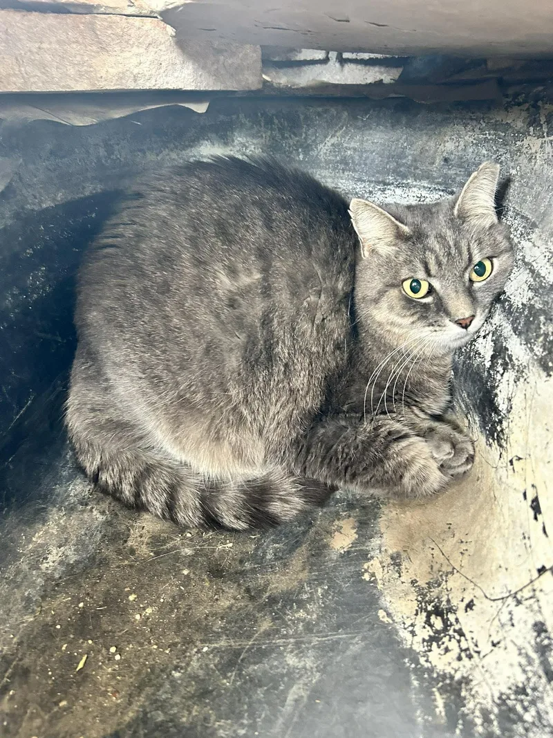 An adult medium-sized female Gray & White Tabby cat named Penelope for adoption in Phoenix, AZ