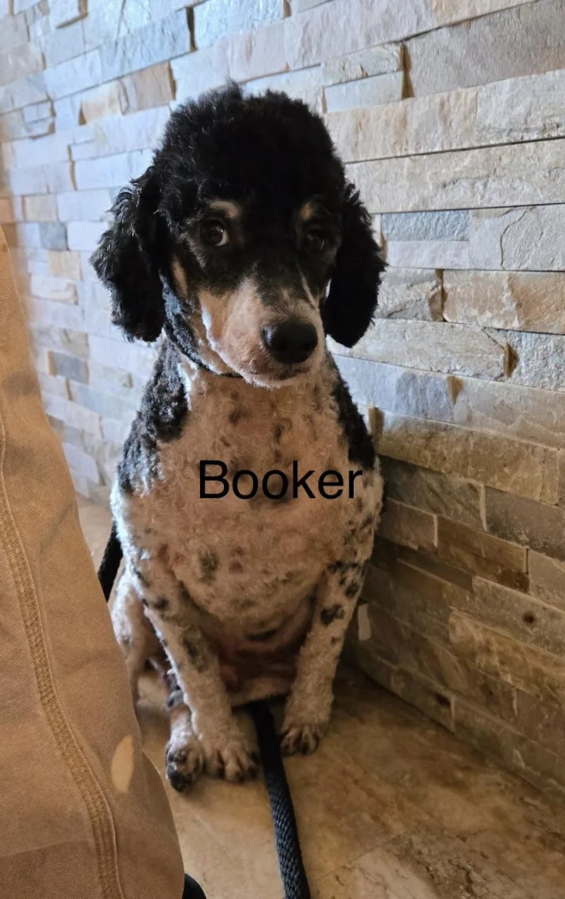 A young small-sized male Miniature Poodle dog named Booker for adoption in Glenwood City, WI