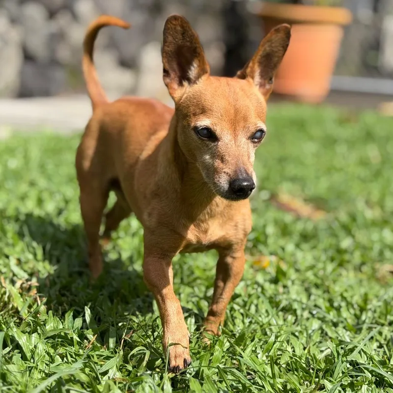 An adult small-sized male Brown / Chocolate Chihuahua dog named Scrappy for adoption in Keaau, HI