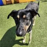 A young large-sized male Black German Shepherd Dog dog named Shadow for adoption in Hilliard, OH