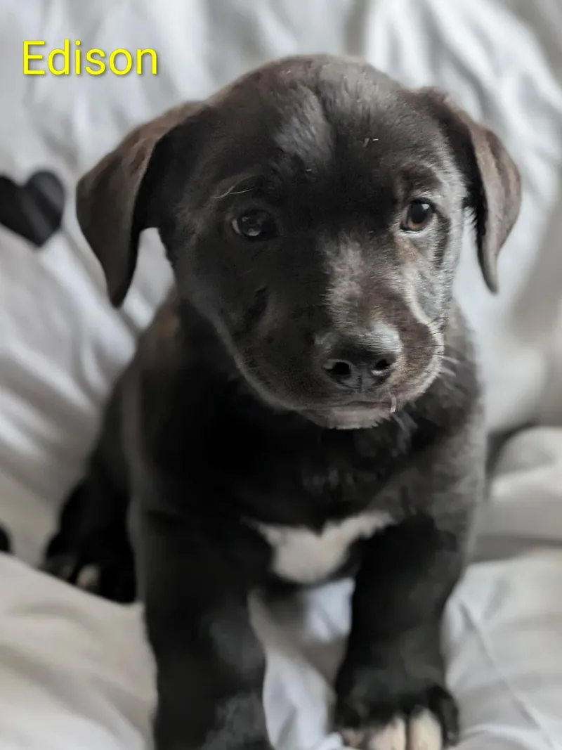 A baby medium-sized male Labrador Retriever dog named Edison for adoption in Littleton, CO
