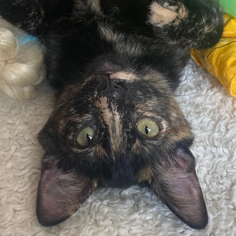 A baby small-sized female Tortoiseshell Domestic Short Hair cat named Scarlet for adoption in Los Angeles, CA