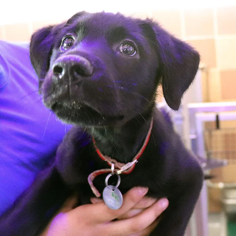 A baby small-sized female Mixed Breed dog named Ceres for adoption in Port Washington, NY