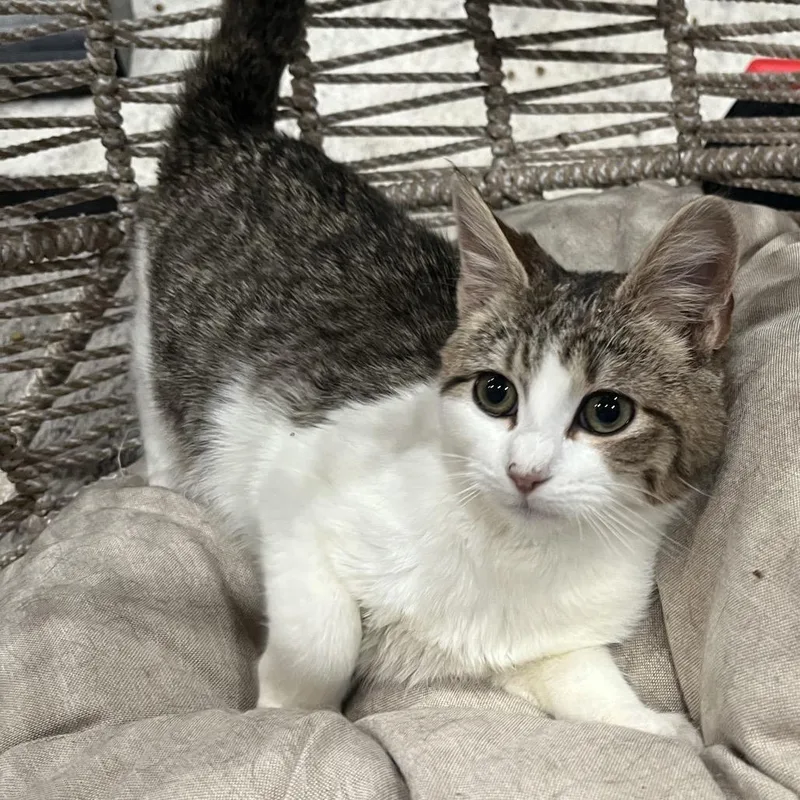 A young small-sized female White Domestic Short Hair cat named Pixie for adoption in Pasadena , MD