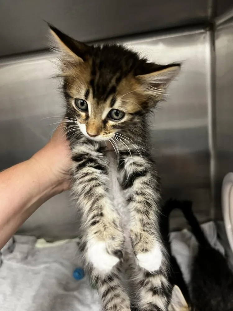 A baby small-sized male Brown / Chocolate Domestic Long Hair cat named Marlin for adoption in Jamestown, CA