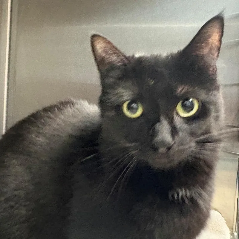 An adult medium-sized female Black Domestic Short Hair cat named Juliet for adoption in East Hanover, NJ