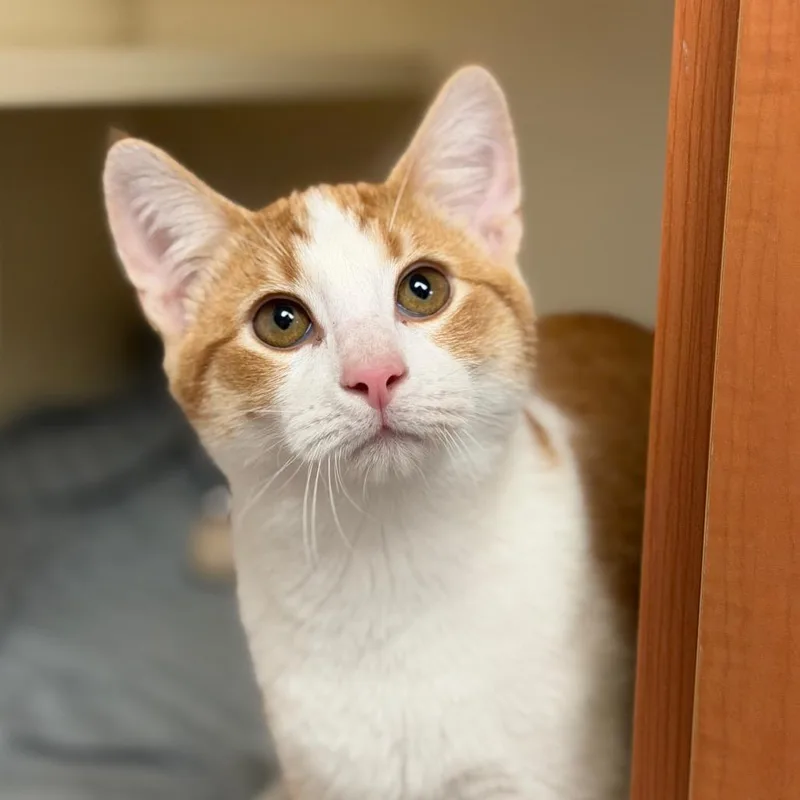 A baby medium-sized male Orange / Red Domestic Short Hair cat named Syrup for adoption in South Elgin, IL