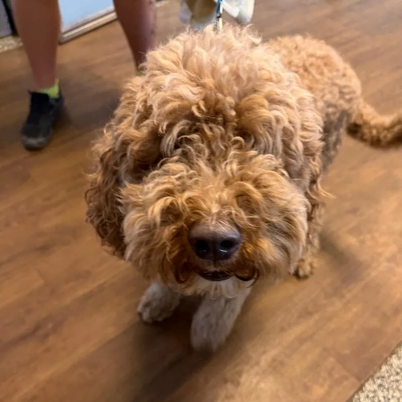 A young medium-sized male Apricot / Beige Poodle dog named Butterscotch for adoption in Port Richey, FL