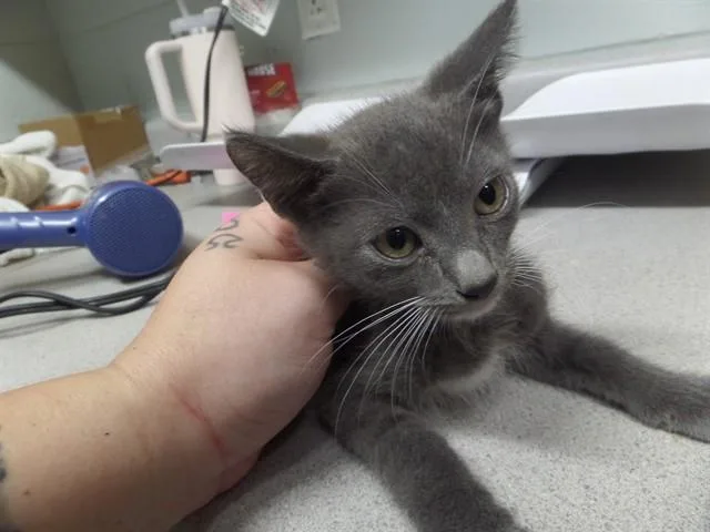 A baby small-sized male Domestic Short Hair cat named Dexter for adoption in Augusta, GA