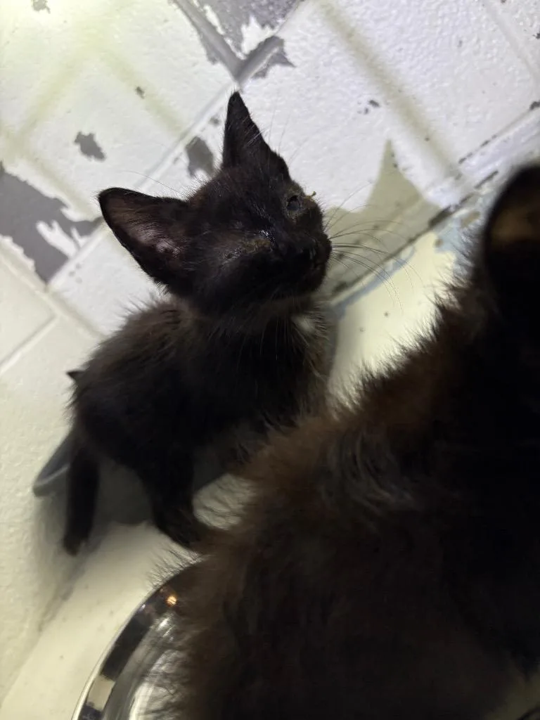 A baby small-sized male Domestic Short Hair cat named Dipsy for adoption in Ada, OK