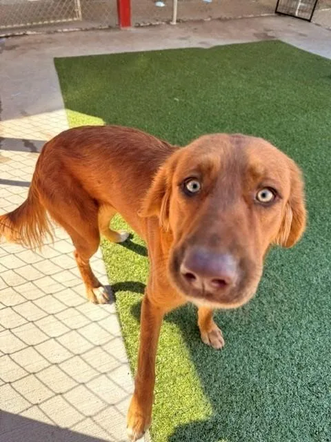 An adult medium-sized female Golden Retriever dog named Whimsy for adoption in Fayetteville, AR