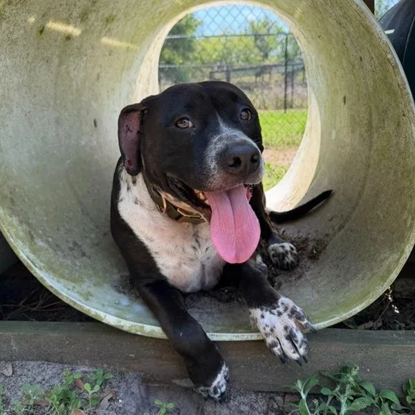An adult large-sized male Black Labrador Retriever dog named Droolius Caesar for adoption in Lakeland, FL