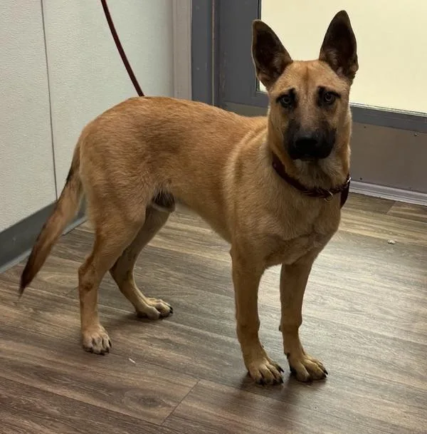 A young large-sized male Shepherd dog named Squid for adoption in San Diego, CA