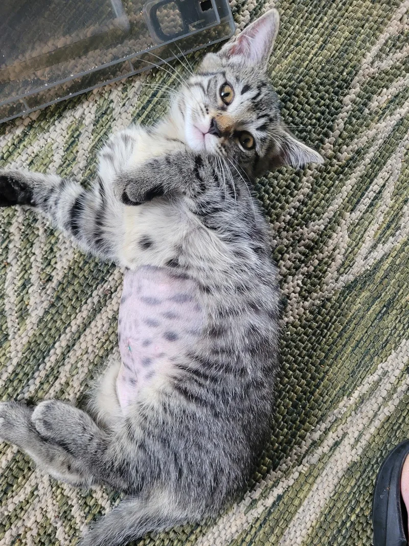 Milo