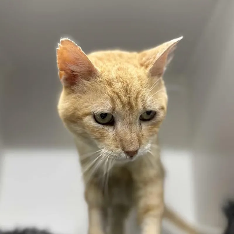 A senior medium-sized male Orange / Red Domestic Short Hair cat named Marc Anthony for adoption in Lauderhill, FL