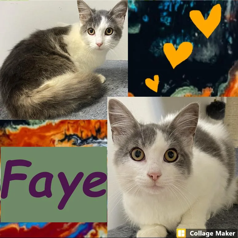 A young medium-sized female Domestic Short Hair cat named Faye for adoption in Clearfield, PA