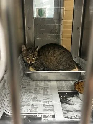 A young medium-sized female Buff / Tan / Fawn Domestic Short Hair cat named Lava Lamp for adoption in Wichita, KS