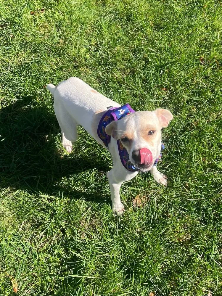 An adult small-sized female Chihuahua dog named Bambi for adoption in Amherst, NY