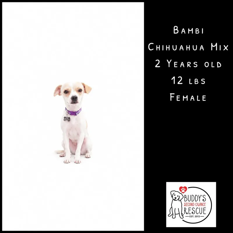 Bambi thumbnail 5