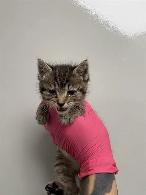 A baby small-sized female Domestic Short Hair cat named Acorn for adoption in Ontario, CA