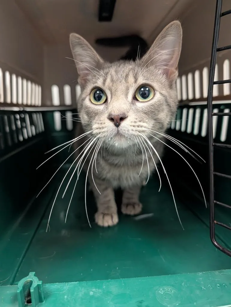 A young small-sized male Domestic Short Hair cat named Mycelium for adoption in Angola, IN