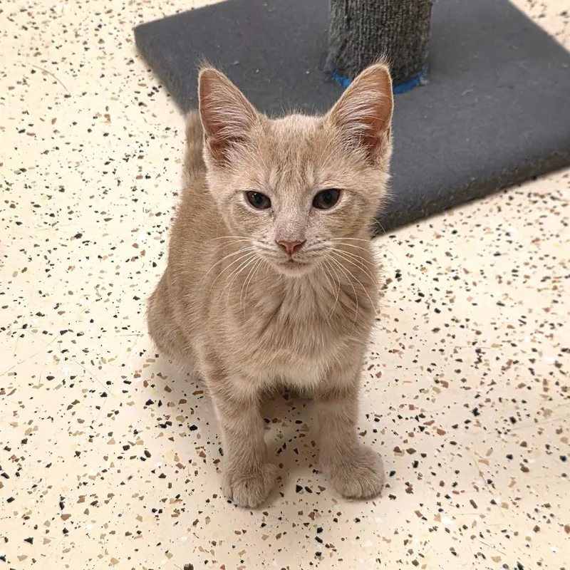 A baby small-sized female Domestic Short Hair cat named Sandy for adoption in Newport News, VA