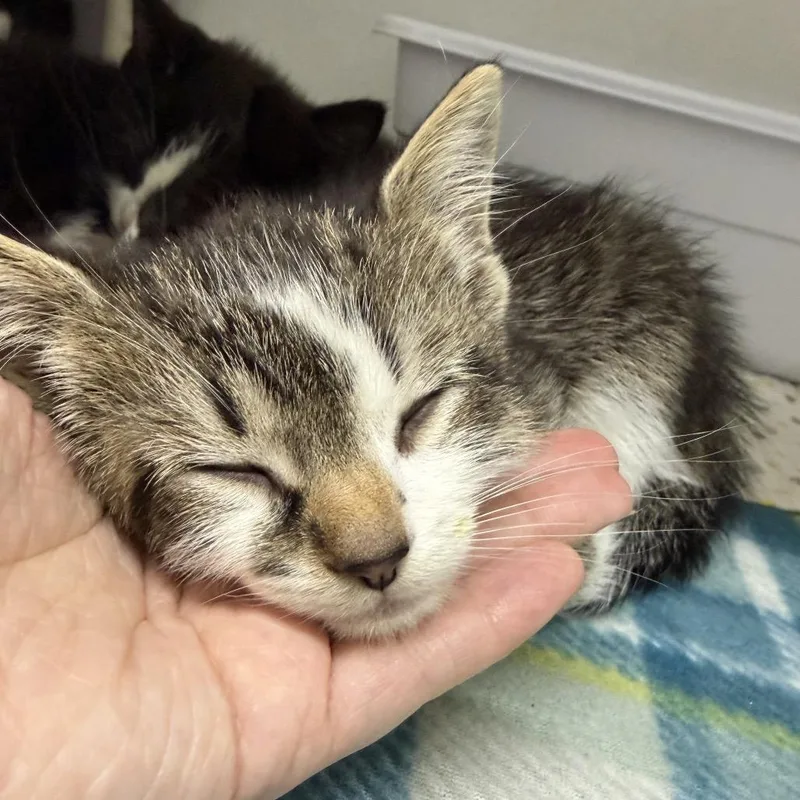 A baby small-sized male Domestic Medium Hair cat named Winston for adoption in Franklin, NC