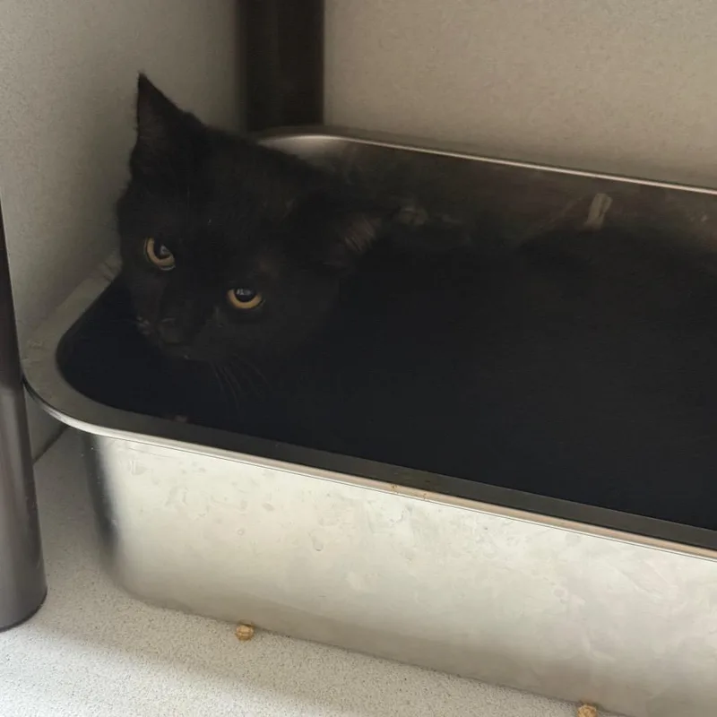 A young small-sized female Black Domestic Short Hair cat named Sharpie for adoption in New York, NY