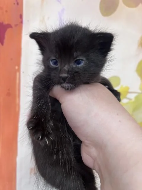 A baby small-sized male Domestic Short Hair cat named Cristiano for adoption in San Bernardino, CA
