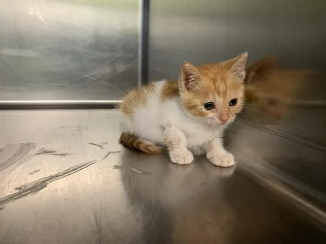 A baby small-sized female Domestic Short Hair cat named A for adoption in Grand Prairie, TX