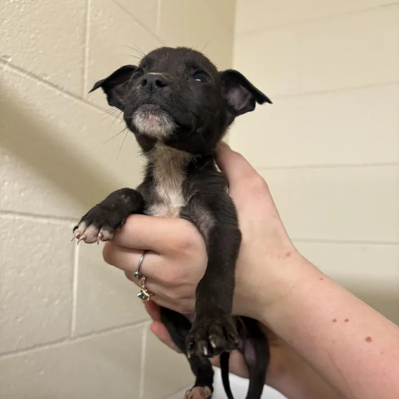 An adult small-sized female Black Pit Bull Terrier dog named Gracie for adoption in Morganton, NC
