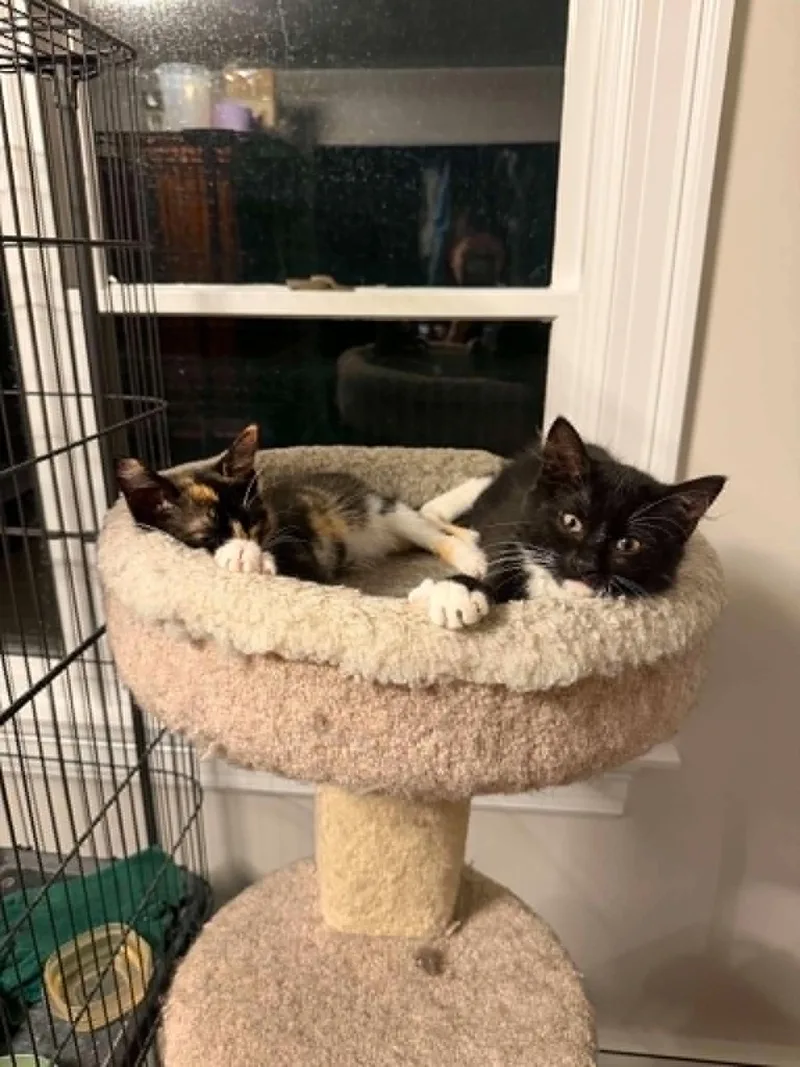A baby medium-sized male Black & White / Tuxedo Domestic Short Hair cat named Squidward for adoption in Wading River, NY
