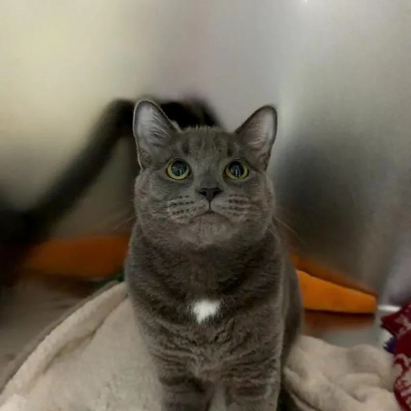 A young medium-sized female Domestic Short Hair cat named Greyhaven for adoption in State College, PA