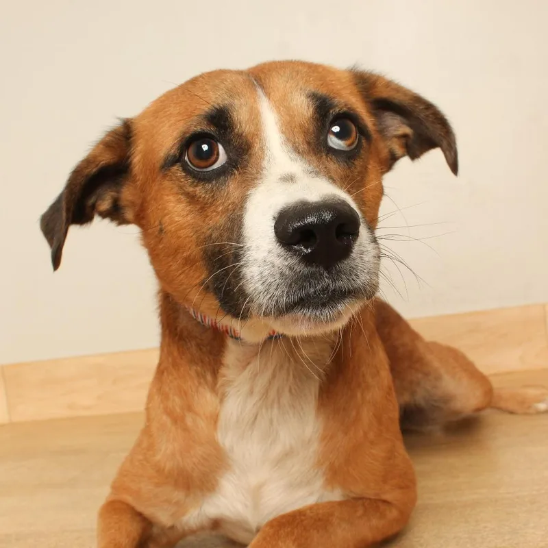 An adult medium-sized male Beagle dog named Barry D for adoption in Minnetonka, MN