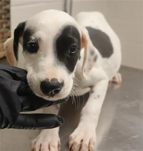 A baby small-sized male Mixed Breed dog named Radagon for adoption in Columbia, SC