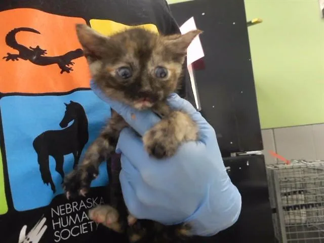 A baby small-sized female Domestic Medium Hair cat named Snickers for adoption in Omaha, NE