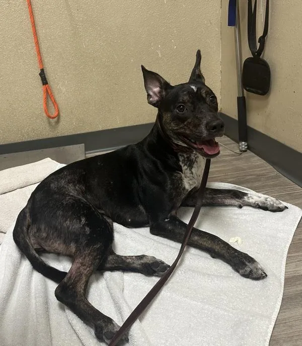 A young medium-sized female Pit Bull Terrier dog named Amara for adoption in Oceanside, CA