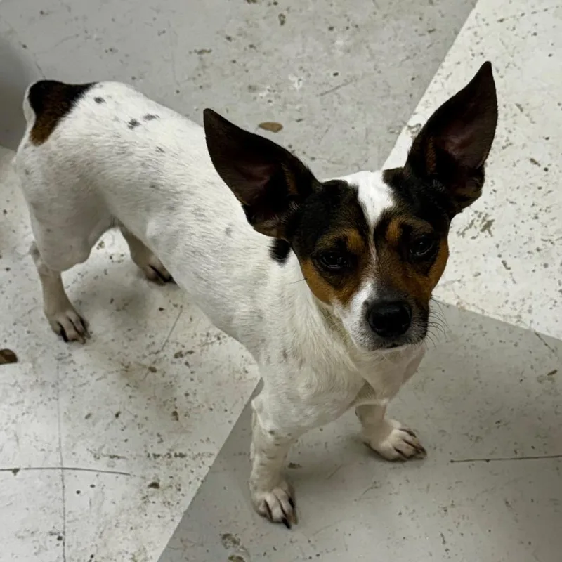 An adult small-sized male White / Cream Rat Terrier dog named Scrappy for adoption in Huntsville, AL