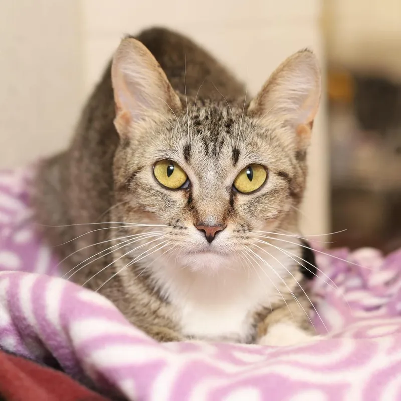 An adult small-sized female Brown / Chocolate Domestic Short Hair cat named Ruckus for adoption in Evansville, IN